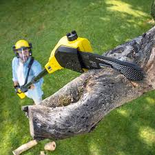 Best Lawn Pest Prevention  in Little Elm, TX