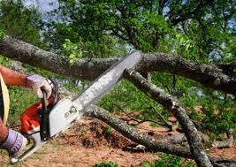 How Our Tree Care Process Works  in  Little Elm, TX