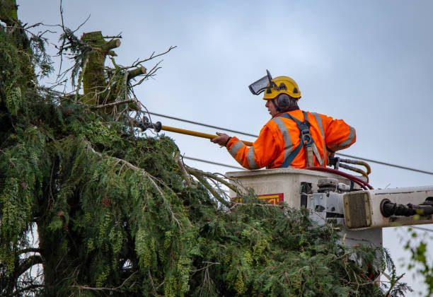 Trusted Little Elm, TX Tree Care Experts