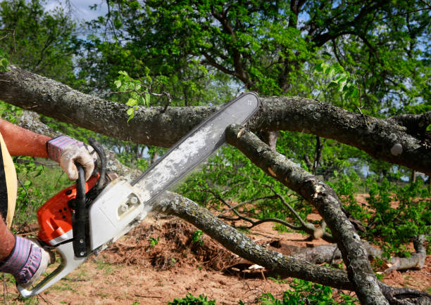 Best Stump Grinding and Removal  in Little Elm, TX